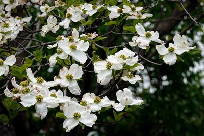 The White Dogwoods Are Here!