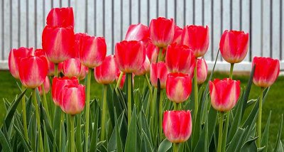Some Red Tulips