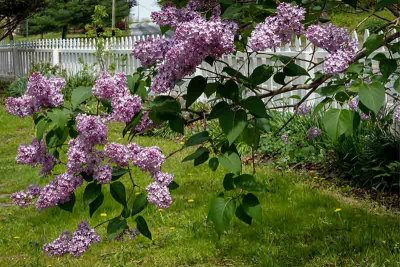 The Scent of Lilacs #1 of 2
