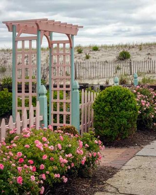 Pink Beach Front Garden