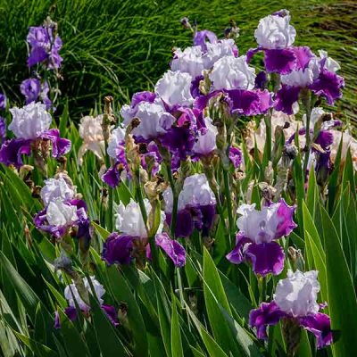 Brilliant Irises