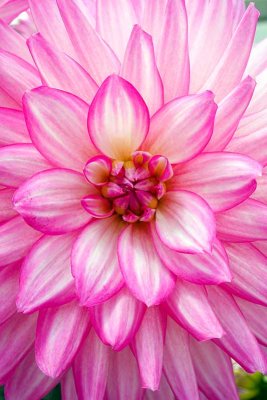 These Delightful Dahlias #3 of 3