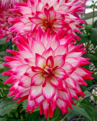 These Delightful Dahlias #2 of 3