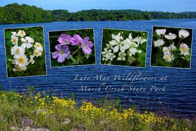 Late May Wildflowers at Marsh Creek State Park