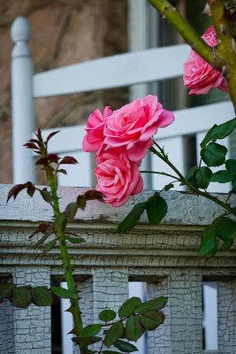 Front Porch Roses