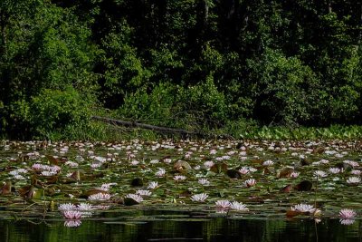The Water Lilies at French Creek State Park #3 of 3