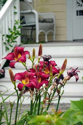 Lilies at My Favorite Stone Harbor Cottage