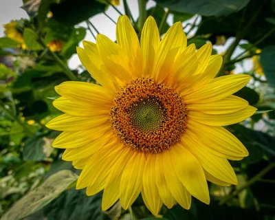 An Almost Perfect Sunflower
