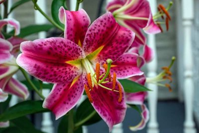 What a Beautiful Lily