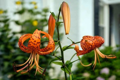 Tiger Lilies