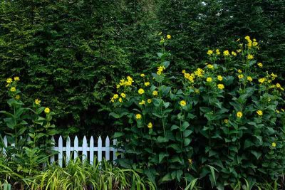 A Secluded Fenceline