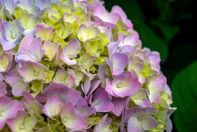 Hydrangea Colors