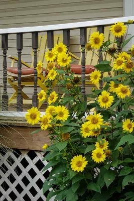 Front Porch Sunflowers