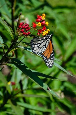 Monarch Butterfly Day #1 of 2