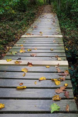 Footbridge in Fall