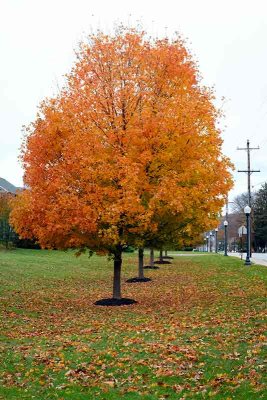 Autumn Trees and Street Lights