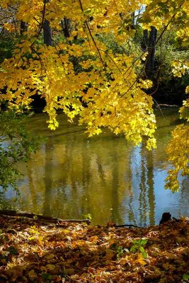 Autumn Color on the Banks of the Brandywine