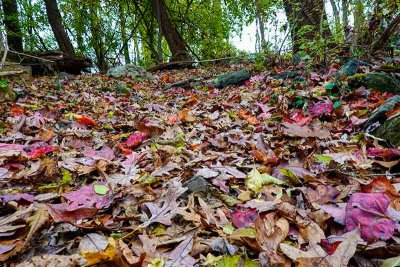 The Colorful Forest Floor