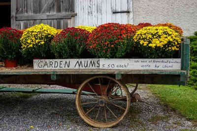Mums For Sale #2 of 3