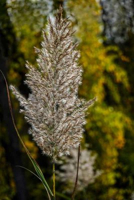 Backlit Autumn Grasses #3 of 3