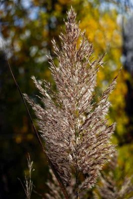 Backlit Autumn Grasses #2 of 3