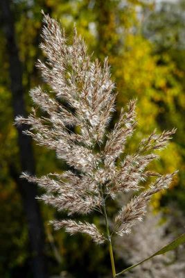 Backlit Autumn Grasses #1 of 3