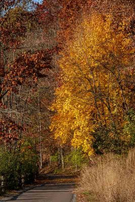 Autumn Along the Struble Trail