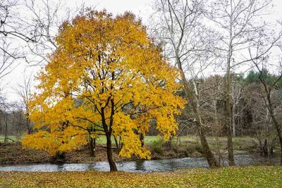 The Gently Flowing Brandywine