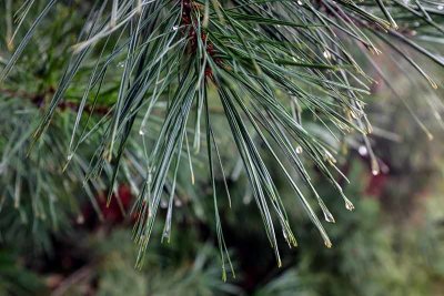 White Pine Needle & Dropets