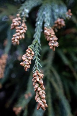 Tiny Pine Cones