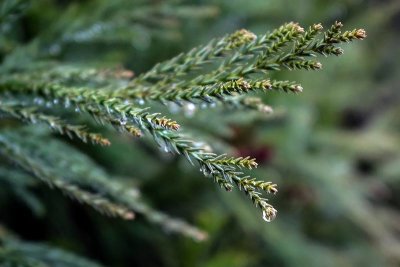 Pine Needle Droplets