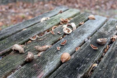 Park Bench Used as Dining Table by Squirrels