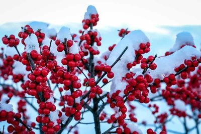 Snow-Covered Red Berries