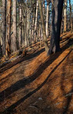 Warm Tones in the Bare Forest