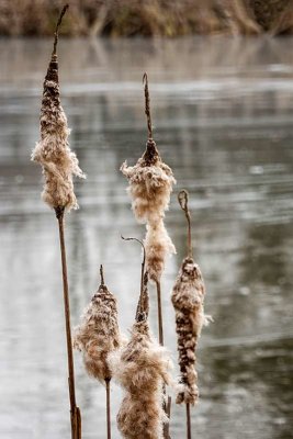 Pods by the Frozen Pond
