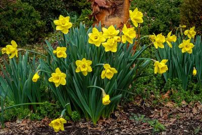 Spring Daffodils in Glenmoore