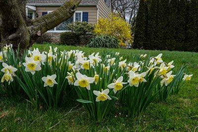 Corner Property Daffodils and Forsythia