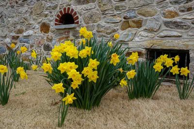 Daffodils and a Re-Pointed Wall