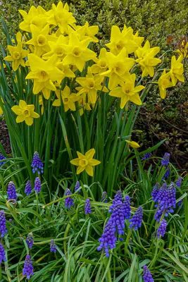 Daffodils & Grape Hyacinths 