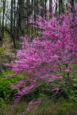 Red Bud Blooming