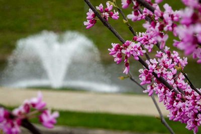 Red Bud and Fountain