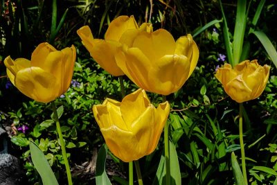 Golden Tulips #2