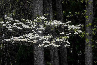 The Dogwoods Are Coming!