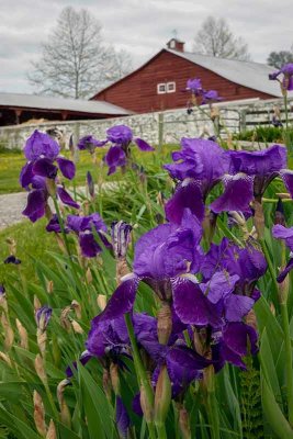  Allerton Farm Irises