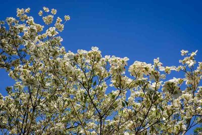  Its Dogwood Time!