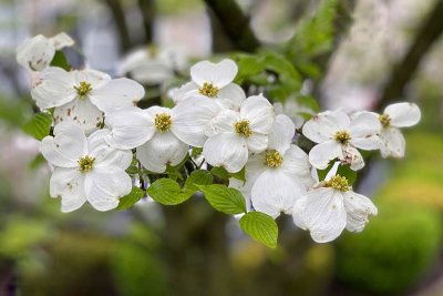 A Beautiful White Dogwood