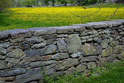Stone Wall & Buttercups