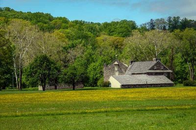 Buttercups at the Home of the Late Andrew Wyeth