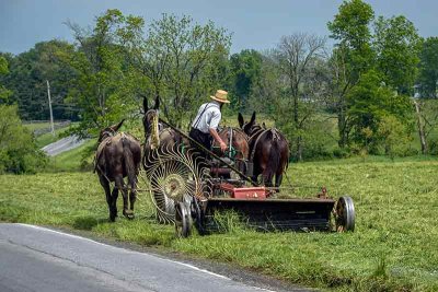 Working the Fields in Amish Country #2