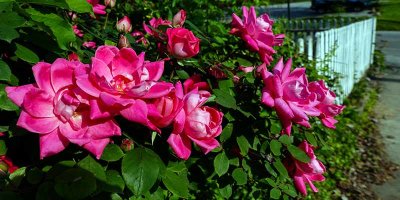 Sidewalk Roses